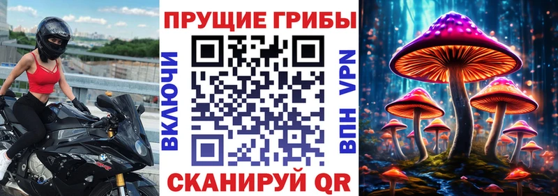 закладка  Полярный  Псилоцибиновые грибы Cubensis 